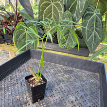 Load image into Gallery viewer, Philodendron Polypodoides, Exact Plant Ships Nationwide
