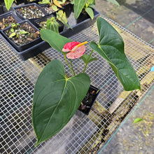 Load image into Gallery viewer, Anthurium Shibori, Exact Plant Variegated
