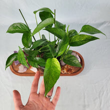 Load image into Gallery viewer, Epipremnum Pinnatum Tricolor Mint Variegated 6&quot; pot, ships nationwide
