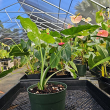 Load image into Gallery viewer, Alocasia Odora, Okinawa Silver, Exact Plant Variegated Ships Nationwide
