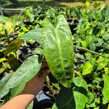 Load image into Gallery viewer, Philodendron Maximum 4" pot, Fedex 2day*
