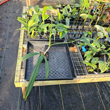 Load image into Gallery viewer, Philodendron Holtonianum, Exact Plant Ships Nationwide

