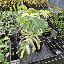 Load image into Gallery viewer, Monstera Borsigiana Albo Deliciosa Variegated exact plant, Fedex 2day*
