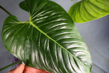 Load image into Gallery viewer, Philodendron Sodiroi Exact Plant Ships nationwide
