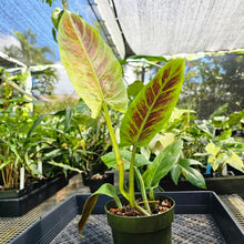 Load image into Gallery viewer, Philodendron Subhastatum Variegated 6" pot, Fedex 2day
