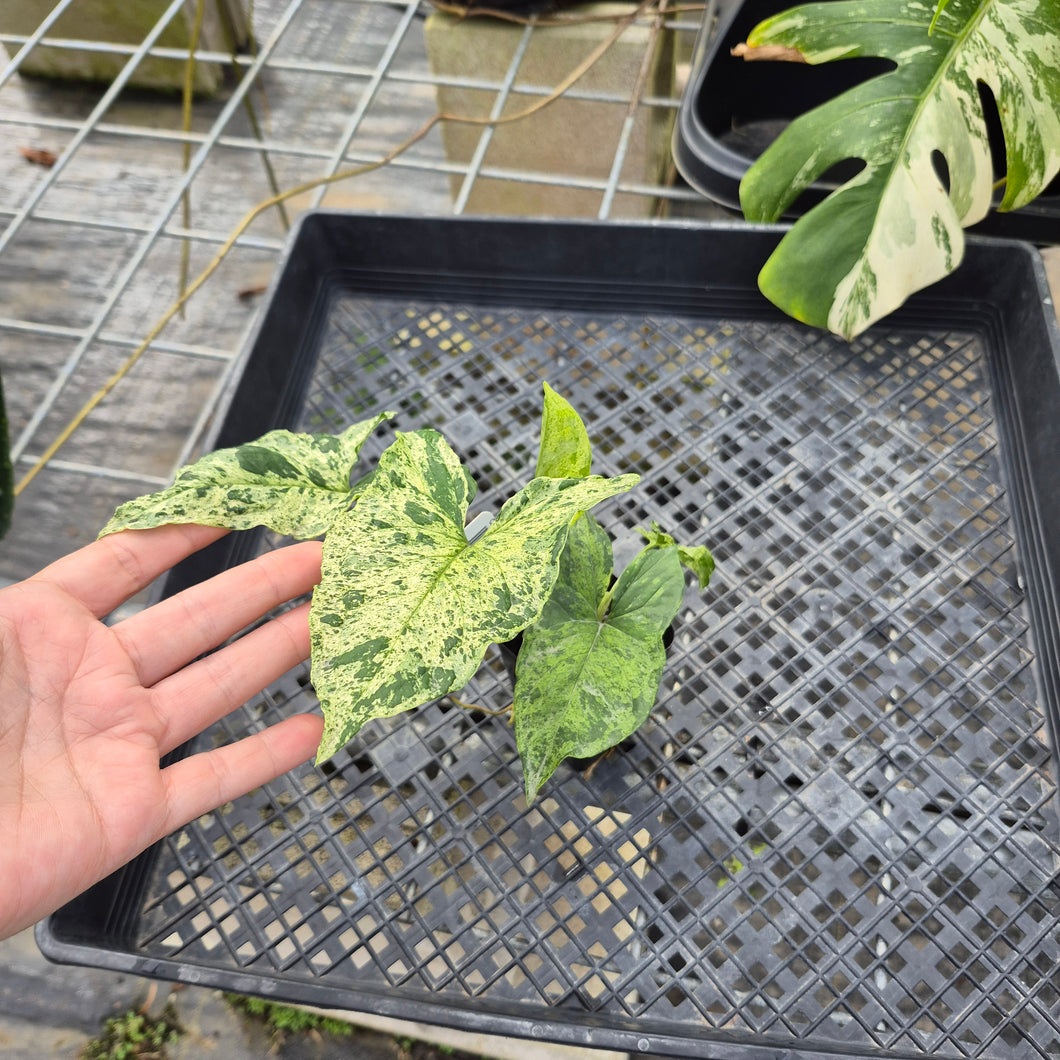 Syngonium Mojito, Exact Plant Variegated Ships Nationwide