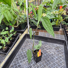 Load image into Gallery viewer, Anthurium Sp. Limon, Exact Plant Ships Nationwide

