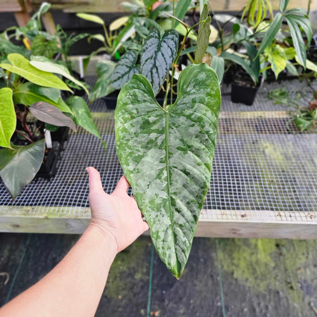 Philodendron Brandtianum, Exact Plant Mature Form Ships Nationwide