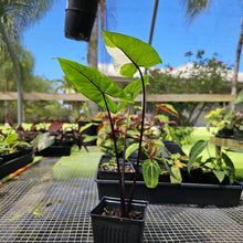 Load image into Gallery viewer, Alocasia Macrorhizza Black Stem, Exact Plant Variegated

