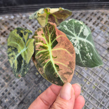 Load image into Gallery viewer, Alocasia Black Velvet Pink Variegata, Exact Plant Ships Nationwide
