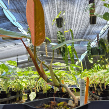 Load image into Gallery viewer, Philodendron Whipple Way, Exact Plant Variegated Ships Nationwide
