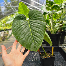 Load image into Gallery viewer, Philodendron Sodiroi True Form, Exact Plant Ships Nationwide

