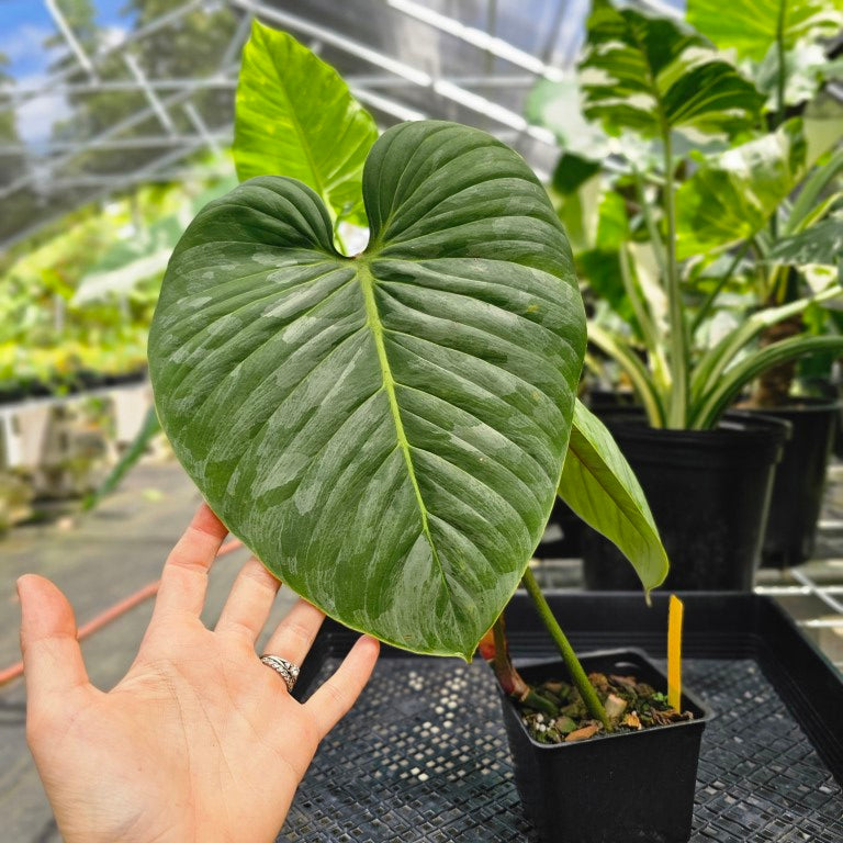 Philodendron Sodiroi True Form, Exact Plant Ships Nationwide