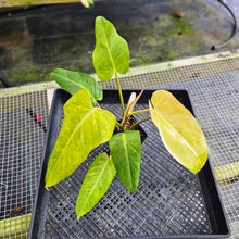 Load image into Gallery viewer, Philodendron Goldiana, Exact Plant Ships Nationwide
