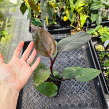 Load image into Gallery viewer, Philodendron Royal Queen, Exact Plant Ships Nationwide
