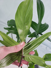 Load image into Gallery viewer, Florida Green reverted Beauty, Exact Plant, Philodendron
