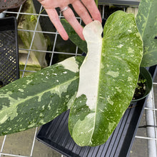 Load image into Gallery viewer, Philodendron Jose Buono Variegated exact plant, Fedex 2day*
