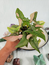 Load image into Gallery viewer, Pink Splash exact plant, double plant, variegated Syngonium, ships nationwide
