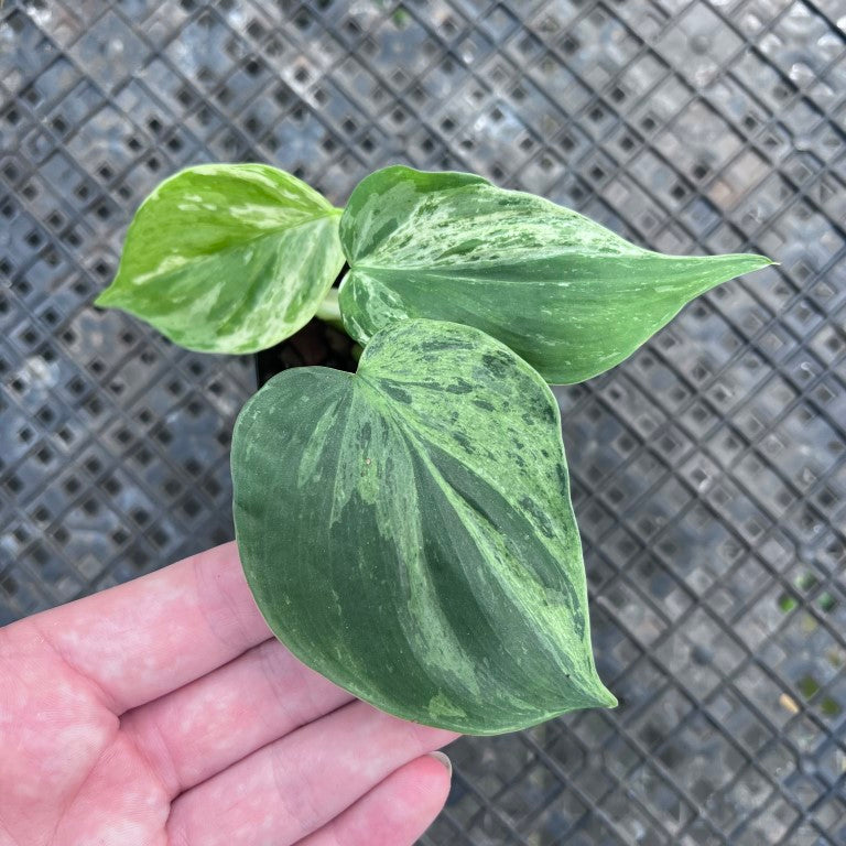 Philodendron Hederaceum, Heart Leaf, Exact Plant Variegated Ships Nationwide