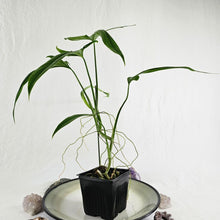 Load image into Gallery viewer, Philodendron Holtonianum, Exact Plant
