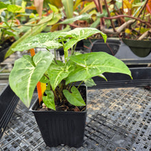 Load image into Gallery viewer, Syngonium Panda, Exact Plant Variegated Ships Nationwide
