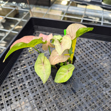 Load image into Gallery viewer, Syngonium Pink Spot, Exact Plant Variegated Ships Nationwide
