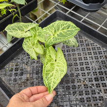 Load image into Gallery viewer, Syngonium Batik 2.5" pot, Fedex 2day*
