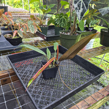 Load image into Gallery viewer, Philodendron Bicolor, Exact Plant Ships Nationwide
