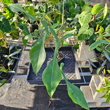 Load image into Gallery viewer, Philodendron Joepii, Exact Plant Ships Nationwide
