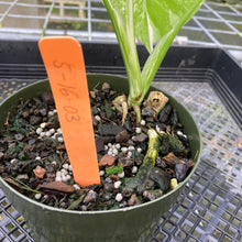 Load image into Gallery viewer, Monstera Borsigiana Albo Deliciosa, Exact Plant Variegated
