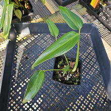 Load image into Gallery viewer, Monstera Burle Marx Flame, Exact Plant Ships Nationwide
