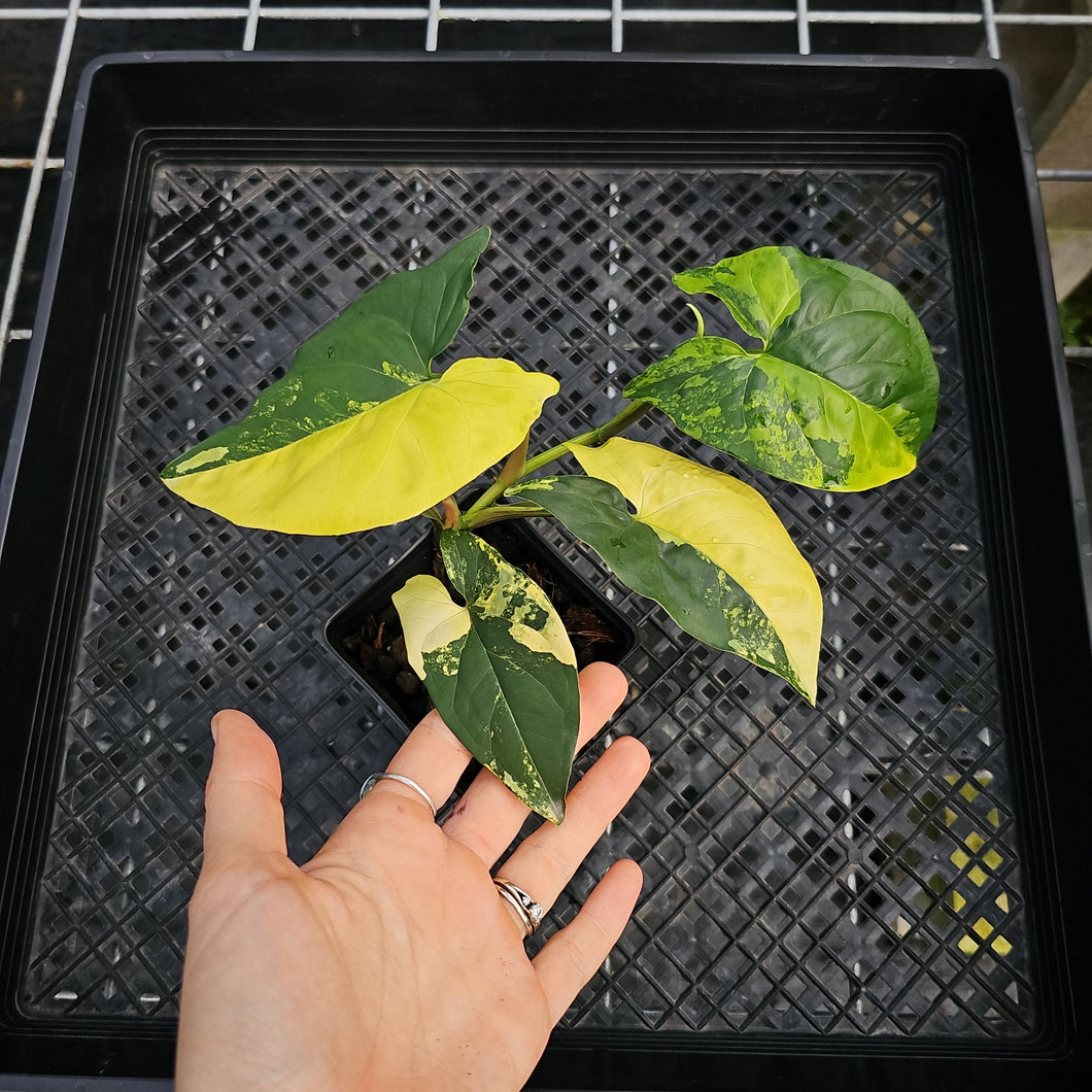 Syngonium Aurea, Exact Plant Variegated Ships Nationwide