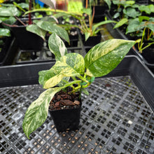 Load image into Gallery viewer, Rhaphidophora Puberula, Exact Plant Variegated Ships Nationwide
