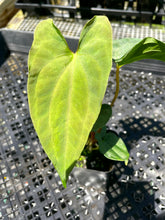 Load image into Gallery viewer, Anthurium Papillilaminum Fort Sherman, Exact Plant Ships Nationwide
