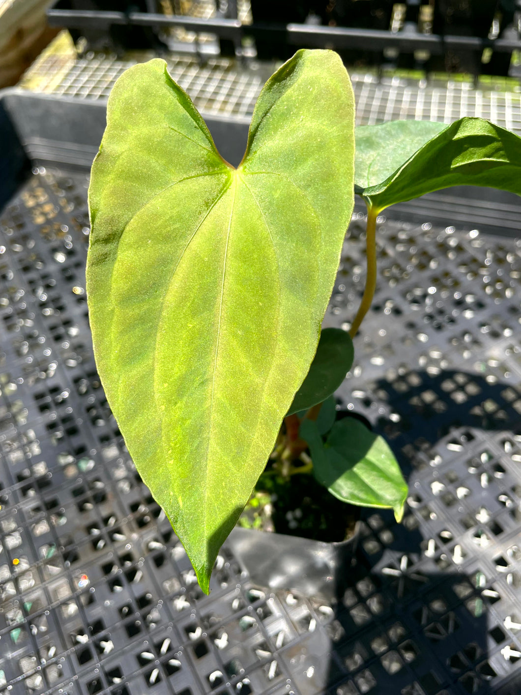 Anthurium Papillilaminum Fort Sherman, Exact Plant Ships Nationwide