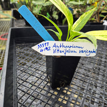 Load image into Gallery viewer, Anthurium Vittarifolium , Exact Plant Variegated Ships Nationwide
