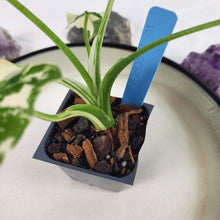 Load image into Gallery viewer, Alocasia Odora, Okinawa Silver, Exact Plant Variegated Ships Nationwide
