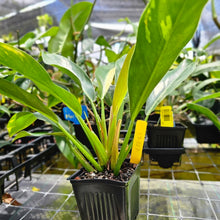Load image into Gallery viewer, Philodendron Wend Imbe, Exact Plant Variegated Ships Nationwide

