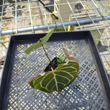 Load image into Gallery viewer, Anthurium Crystallinum, Exact Plant
