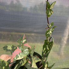 Load image into Gallery viewer, Syngonium Red Spot Tricolor Variegated exact plant, Fedex 2day
