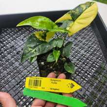 Load image into Gallery viewer, Syngonium Aurea, Exact Plant Variegated Ships Nationwide
