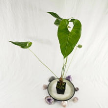 Load image into Gallery viewer, Anthurium Decipiens, Exact Plant
