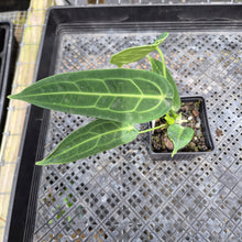 Load image into Gallery viewer, Anthurium Warocqueanum, Queen, Exact Plant Ships Nationwide
