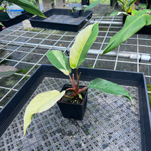Load image into Gallery viewer, Philodendron Jungle Fever , Exact Plant Variegated
