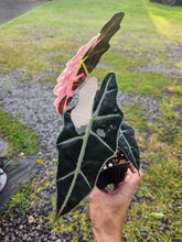 Load image into Gallery viewer, Alocasia Amazonica Large Form Pink Variegated, exact plant, not Polly, Fedex2day
