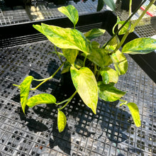 Load image into Gallery viewer, Epipremnum Pinnatum Sunburst, Exact Plant Variegated Ships Nationwide
