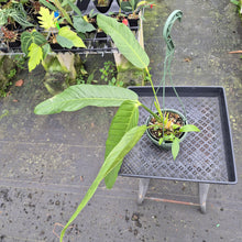 Load image into Gallery viewer, Anthurium Spectabile exact plant, Fedex 2day*
