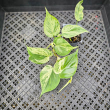 Load image into Gallery viewer, Philodendron Hederaceum, Heart Leaf, Exact Plant Variegated Ships Nationwide
