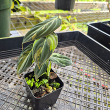 Load image into Gallery viewer, Philodendron Melanochrysum, Exact Plant Variegated Ships Nationwide

