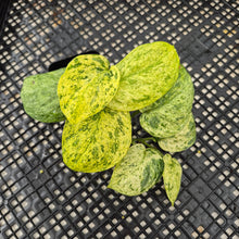 Load image into Gallery viewer, Scindapsus Jade Satin Marble Queen Variegated exact plant, Fedex 2day*
